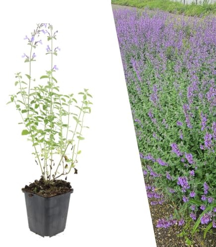 Plants by Frank Nepeta Walker's Low, 24x Katzenminze Pflanzen, Ø 9 cm | Katzenminze Pflanze mit Dunkelviolette Blütenfarbe, Bodendecker Winterhart, Bienenfreundlich, Topf 9 cm, Höhe: 15 cm
