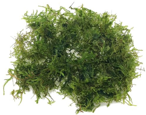 K2AQUA 20 Grams Christmas Moss Vesicularia Montagnei Live Aquatic Plants for Aquarium Fresh Green Low Light Easy to Grow for Fish Tank Tropical Planted Tank