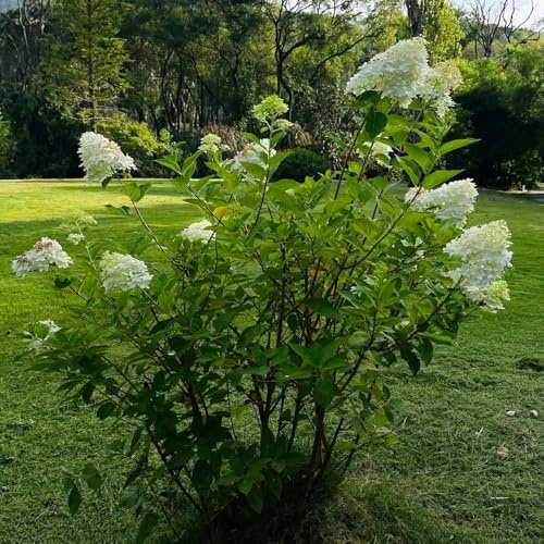semi di ortensia resistenti per il giardino giardino ortensie esotiche giunte seto ortensie panicola 100pcs semi