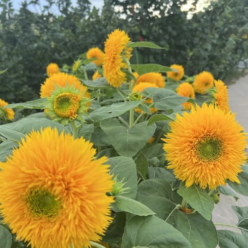 sonnenblumen exotische zimmerpflanzen sommerblumen zimmerpflanze frühlingsblumen gartenpflanze winterharte stauden für pralle sonne kräutersamen sonnenblume pflanzendeko hochbeet 250samen