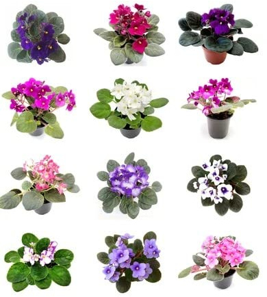 Saintpaulia | Pack 8 Unidades | Plantas Vivas | Violeta Africana| Flores de Exterior Naturales