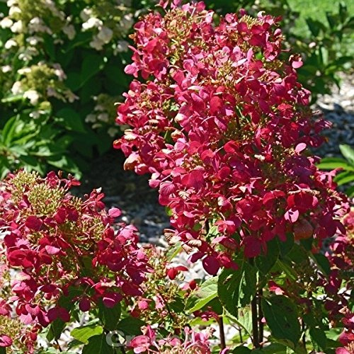 Hochstamm Rispenhortensie Magical Vesuvio 60-80cm - Hydrangea paniculata - lebende Gartenpflanze aus den Baumschulen