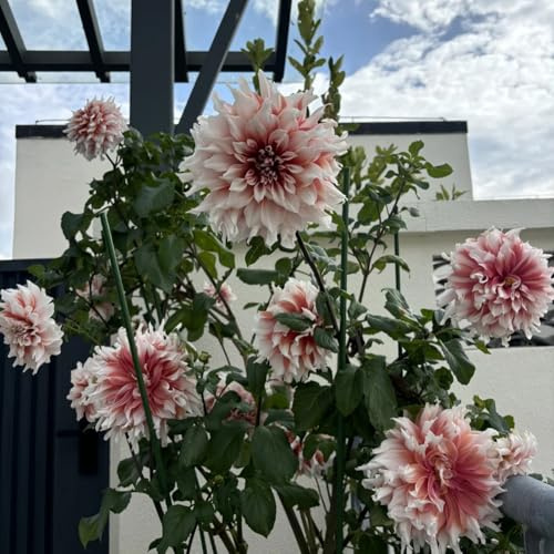 Dalias: Tubérculos resistentes para jardín - Fáciles de cuidar con rizoma-10Tubérculos-C