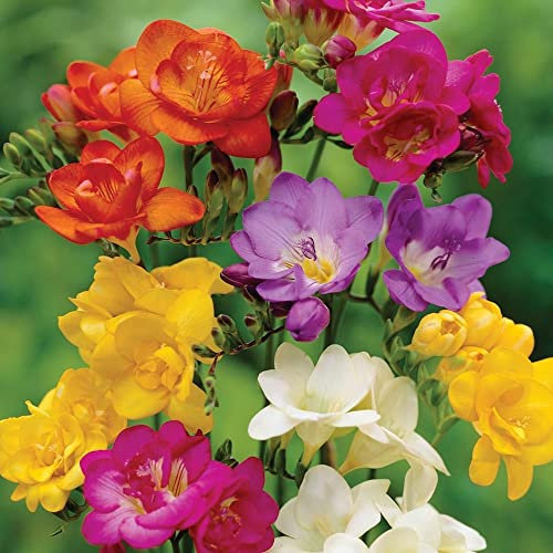 schone Summer Flowering Garden Bulbs - Perennial – Ready for Planting Now - for Your Beautiful Garden (16x Freesia Single Mixed)