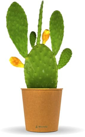 Bloomify® Feigenkaktus Pflanze Kalle | 40-70 cm hohe Kaktusfeige | pflegeleichter Nopal Kaktus für Kübel oder als Zimmerpflanze | süße Früchte & schöne Blüten