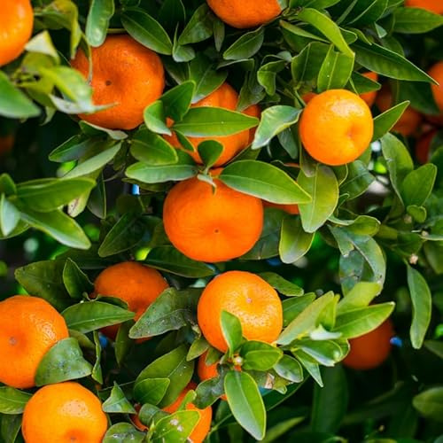 Oranger Calamondin - Citrus Mitis Calamondin Mini Tige 40/50 cm Pot 19cm - Plante En Pot - Floraison Printemps et Été Exposition - Hauteur 40/50 Cm - Exposition Plein Soleil