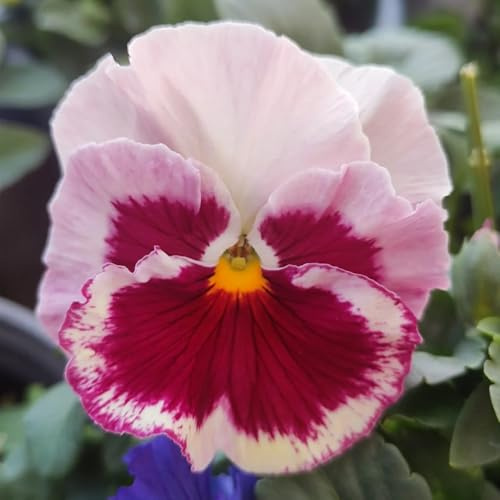 semi resistenti viola del pensiero - resistenti all'esterno, ombra di viola del pensiero, decorativi, 100pcs