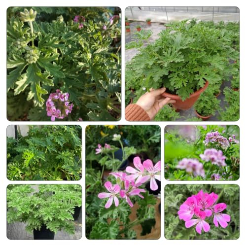 geranio limone - rampicante ufficio pendenti, giardino balcone 1piante