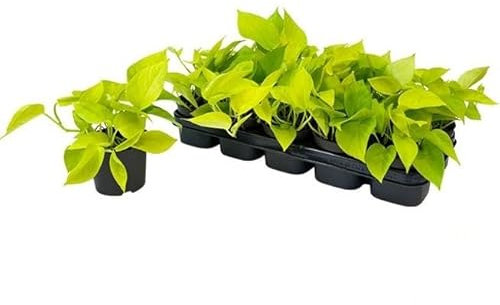 Blumen-Senf Epipremnum Golden Pothos - Efeutute ca. 20 cm - Pflegeleichte Zimmerpflanze im 12 cm Topf, Luftreinigende Kletterpflanze für Zuhause & Büro