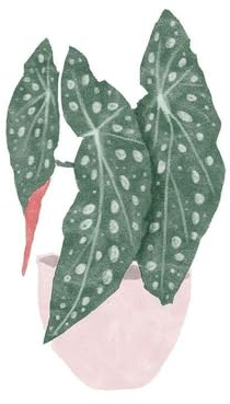 ArtDirect Polka Dot Begonia II Unframed Art Print Giclee Poster by Bannarot - Ready for Framing with Customization Sizes 8x8, 11x11, 16x16, 24x24, 36x36, and 48x48 Inches