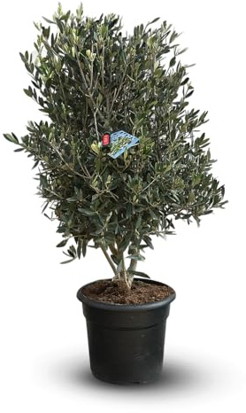 Attitude Jardin - Olivenbaum europaea mit Mini Flasche Olivenöl - Mediterraner Strauch - 90-100 cm - ⌀ 28 cm - Außenpflanze