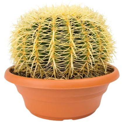 Iflo® Goldkugelkaktus Echinocactus grusonii Schwiegermutterstuhl XXL ca. 30-50 cm Höhe im Ø27 cm Topf – Pflegeleicht, selten gießen, echte lebende Zimmerpflanze