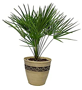 European Fan Palm with Resin Pot - Palm Tree Plant Live - Overall Height 30 to 36 - Tropical Plants (Corinthian Concrete)