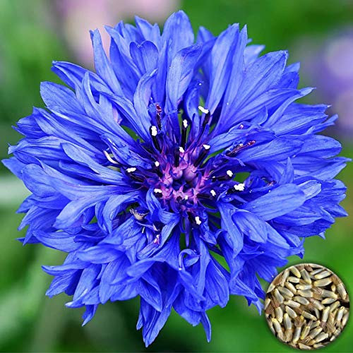 Welldales 50 UK Bouquet Blue Cornflower Seeds Centaurea Cyanus UK Gardens & Vase Flowers