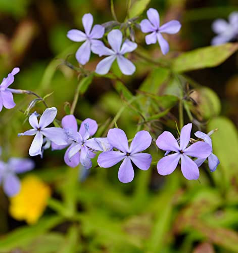Niedrige Flammenblume Blue Moon - Phlox divaricata - lebende Gartenpflanze aus den Baumschulen