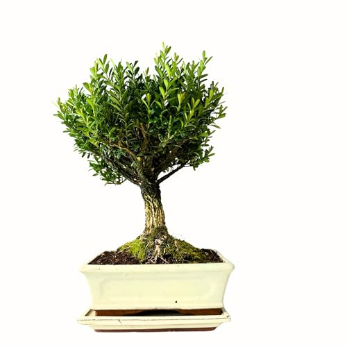 Bonsai mit Keramik Blumentopf - Buchsbaum - ca. 9 Jahre 20 cm Schale