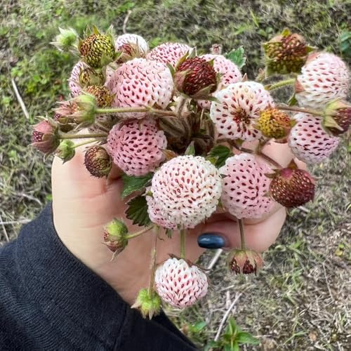 semillas de fresa silvestre invernaderos balcón, 100pcs