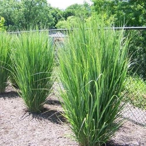 25 x Panicum virgatum 'Northwind' - Ruten-Hirse in 9x9cm Topf