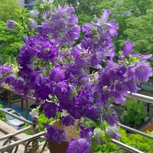 semi di campanula perenni semi biologici per aiuola decorazione di campanule balcone perenni resistenti rare, decorazione del soggiorno ornamentali 200pcs