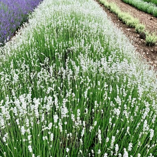 semi di lavanda resistenti, lavanda perenni rare, decorazione soggiorno balcone giardino, 55pcs