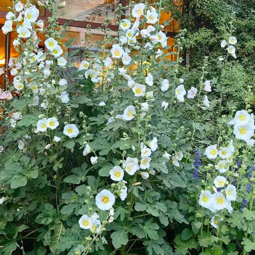 stockrosensamen winterhart mehrjährig, exotische stauden garten 100pcs