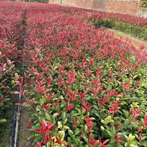 Fotinia, da giardino Vecchie varietà resistenti Aiuole rialzate per il giardino rampicanti recisi da balcone serre balcone con serra interna roccioso 350semi