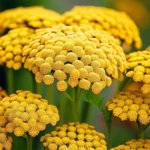 Welldales 50 Giant Yellow Gold Achillea Seeds Perennial Yarrow British Wildflowers to Grow