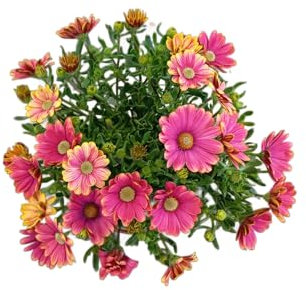 Margarita Natural – Planta Resistente con Flores Exóticas y Coloridas