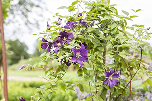 Clematis viticella 'Minuet' 60–100 cm – Winterhart, Mehrjährig, Pflegeleicht – Italienische Waldrebe – Kletterpflanze für Pergola & Rankhilfe