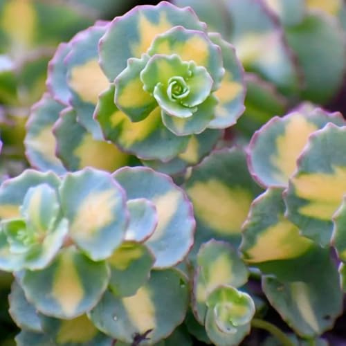 semillas de sedum - orgánicas balcón raras exterior cobertura perenne resistente 150pcs