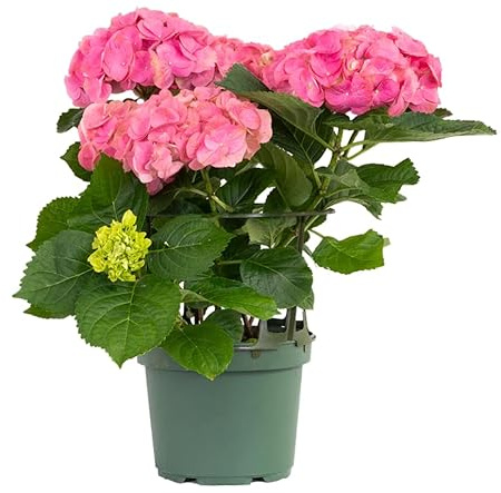 Hydrangea Rosa Natural – Planta de Exterior con Flores Grandes y Color Intenso
