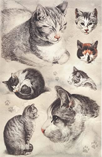 Zita´s Creative Rispapper A4 – porträtt av katt. Motiv halmsilke, halmsidenpapper, decoupage-papper
