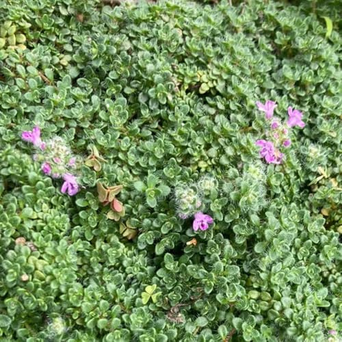 semi di timo, aiuole rialzate, luoghi soleggiati timo serpillo selvatici da balcone esotiche resistenti biologici, di autunnali 1000pcs