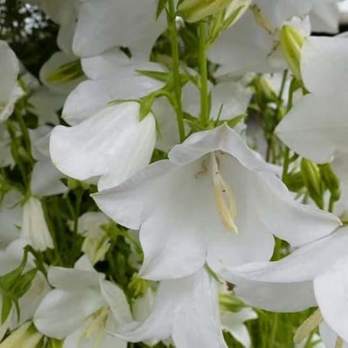 6x Campanule à feuilles larges 'Macrantha Alba' - Campanula persicifolia ‘Alba’ - Godet 9x9cm