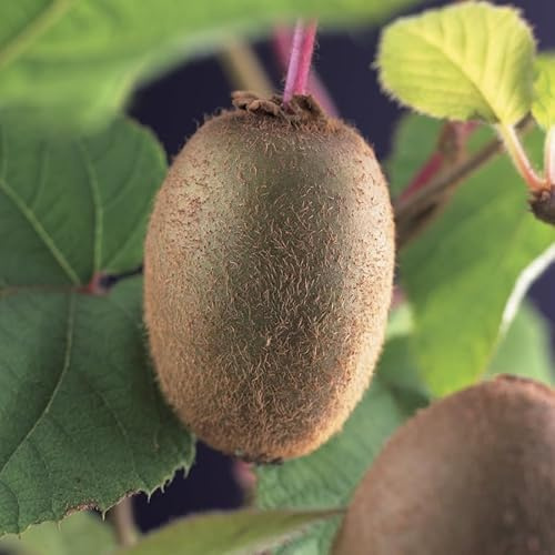 Vivai le Georgiche - Pianta vera di Actinidia deliciosa Jenny - autofertile Kiwi 'Jenny' - vaso Ø 15 cm - altezza alla vendita 40-60 cm
