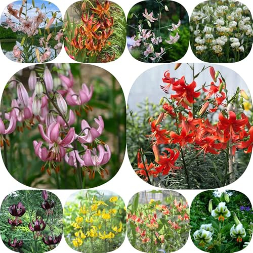 Bulbi di giglio - per giardinieri balcone giardino resistenti per giardini rocciosi i luoghi soleggiati bulbi di biologici resistenti 6pcs