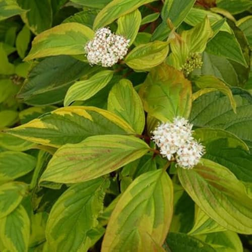 Färgglad hundträ - Cornus alba 'Gouchaultii - 60–80 cm kruka – färgglad prydnadsbuske
