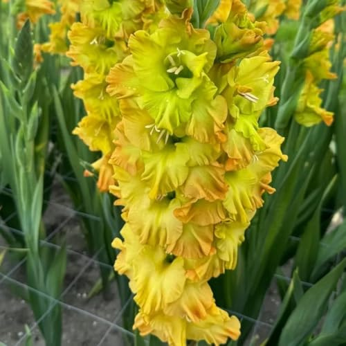 bulbos de gladiolosa resistente - jardín decorativas interior exóticas 5pcs