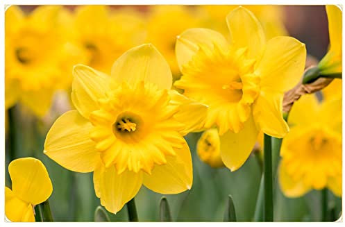 Blue Magic Design 100 Yellow Daffodil Narcissus Garden Bulb Spring Flowering Tazetta Wisley Minnow