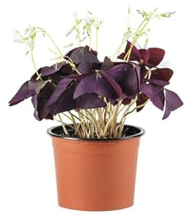 Oxalis Triangularis - Trébol del Amor y la Fortuna - Planta Natural
