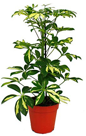 Strahlenaralie Schefflera weiss-grünlaubig 12cm Topf Zimmerpflanze