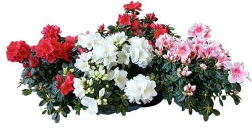 Set de 4 Azaleas Naturales Plantas Vivas con Flor para Decoración Floral