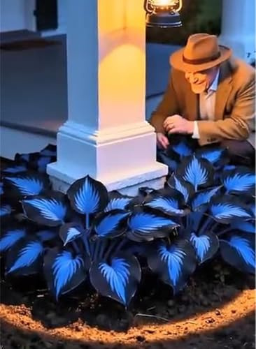 2025 - Winterhart pflanzen, Garden,Mysteriöse magische Glühbirne, Winterhart zwiebeln,Hosta Rhizom-4 Funken Hosta Rhizom-I