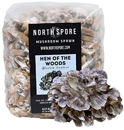 North Spore Bio Henne der Hölzer (500 ct) Maitake Pilzstecker für Holzscheite | Premium Qualität Pilz Plug Spawn | Handgefertigt in Maine, USA | Gourmet Pilze im Freien anbauen | Grifola frondosa