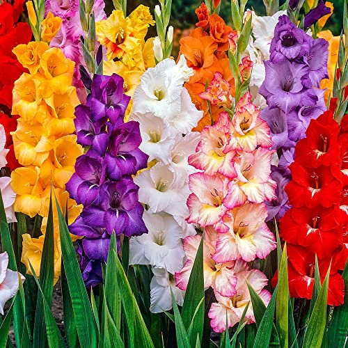100 x Gladiolus Mixed - A Radiant Mix - Perennials - Adorn Your Garden in Every Colour This Summer - for Your Beautiful Garden