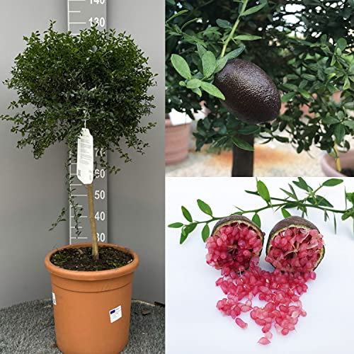 SAVINI VIVAI SAVINI VIVAI Planta de limón, caviar rojo, árbol de cítricos, tilo, plántula de limón en maceta, 35 cm altura 120-140 cm 4 años de injerto, fabricado en Italia