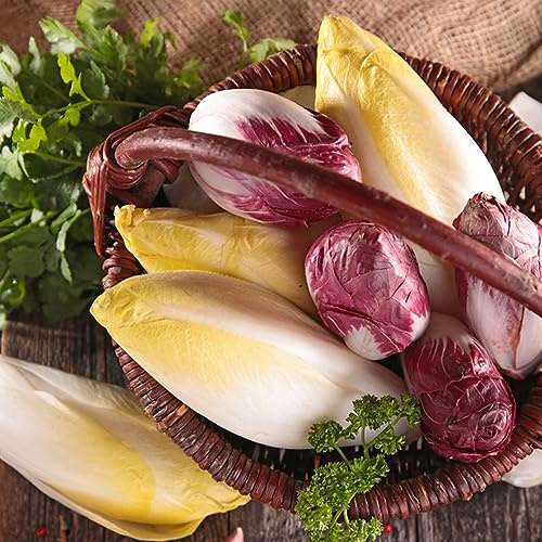 semillas de achicoria resistentes - balcón regalos sostenibles invierno interior 100pcs