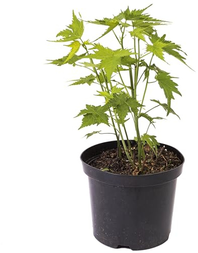 Sidapflanze, Virginiamalve: bot. Sida heramphrodita, Bienenweide & Energie-Pflanze, Bienen-Futter-Pflanze, langblühend (2, 1,5 Liter)