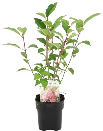 Green boutiQ - Hortensia Panachée - Hydrangea panniculata Vanille Fraise - Fleurs Blanches Roses - 1 Plante - Feuillage Caduc - Grandes Fleurs - Pot 17cm Hauteur 50cm
