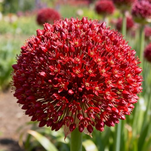 Allium, rizomi di Allium resistenti, rizomi perenni da giardino, piantagioni di Allium rari da giardino-6 rizomi-I